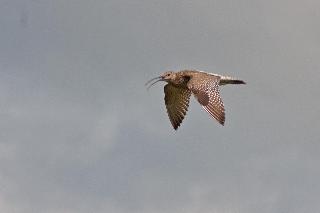 Not a great picture but I was pleased to capture a Curlew in flight.