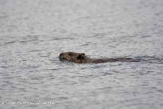 Beaver