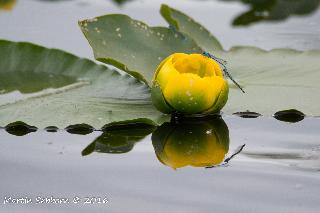 Waterlily and dragonflies