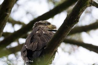 Young Bald Eagle