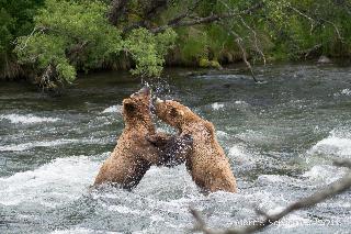 Juvenile brown bears playing