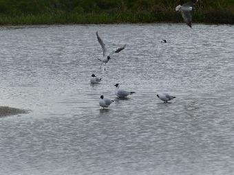 B H gulls