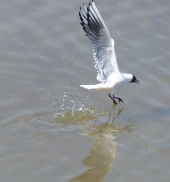 Black headed gull